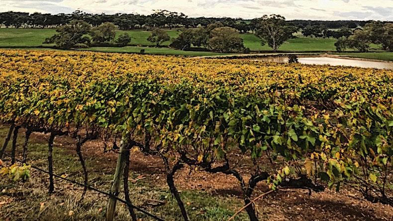 Glenwillow Vineyard in Autumn - Penny Fyffe